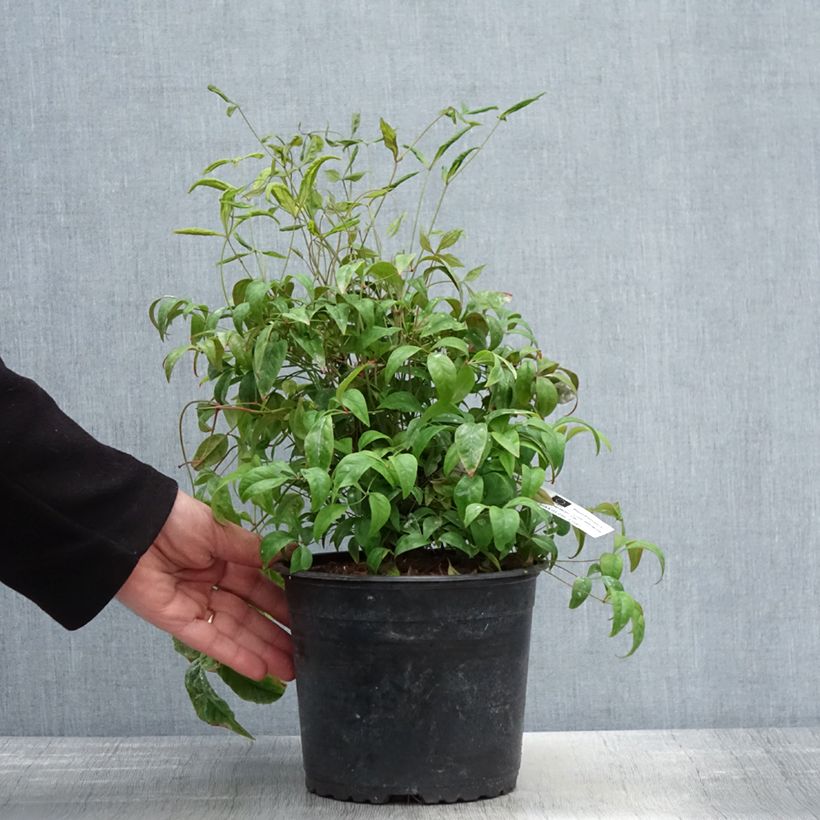 Amostra de Nandina domestica Wood's Dwarf Vaso de 2 L/3 L tal como entregue na primavera