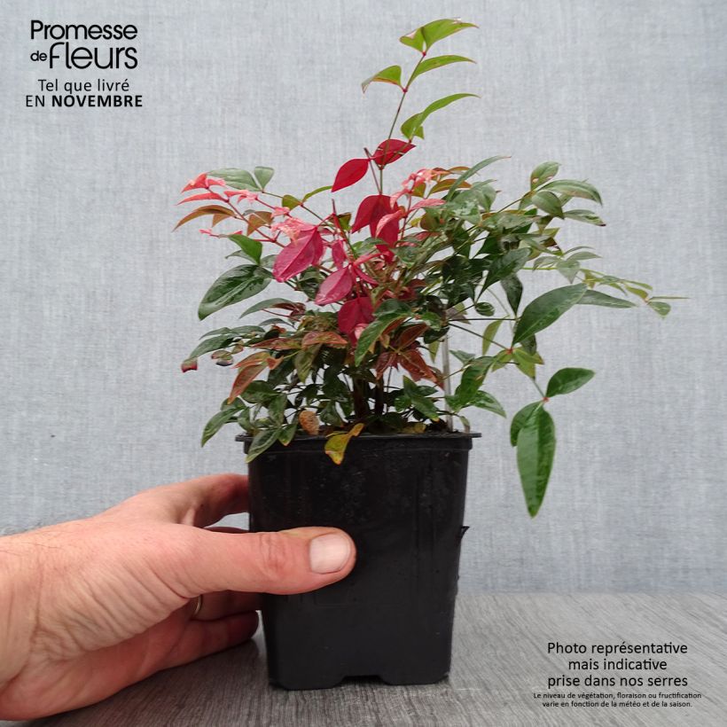 Amostra de Nandina domestica Obsessed Seika Vaso de 8/9 cm tal como entregue no outono