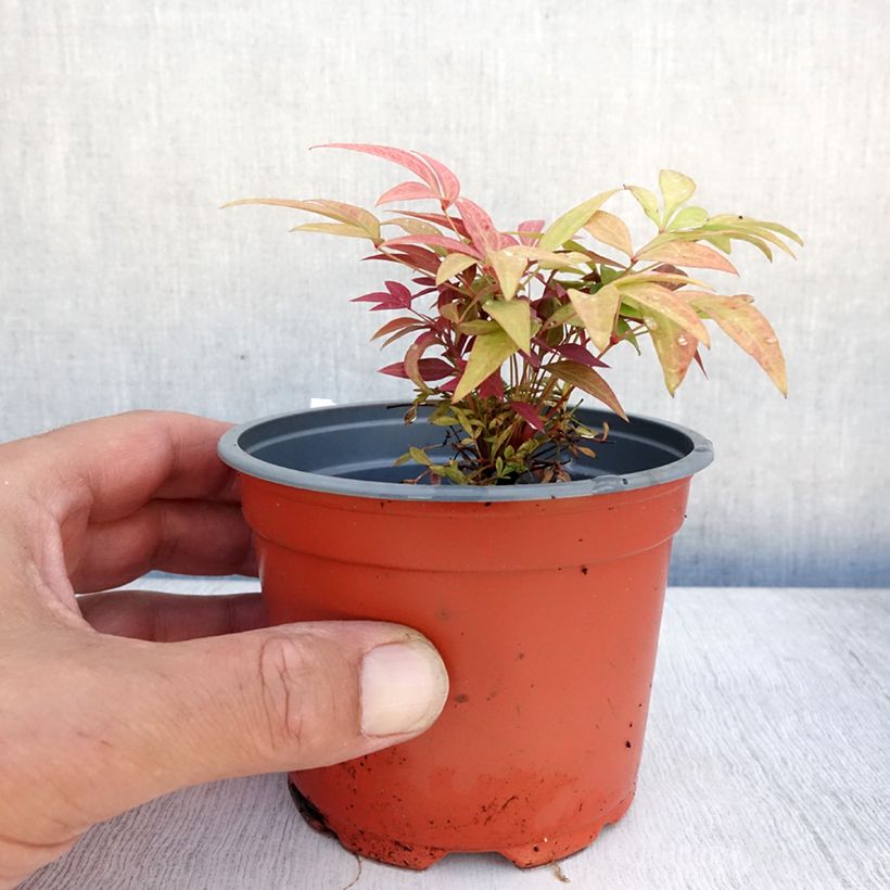 Amostra de Nandina domestica Obsessed Seika Vaso de 8/9 cm tal como entregue no verão