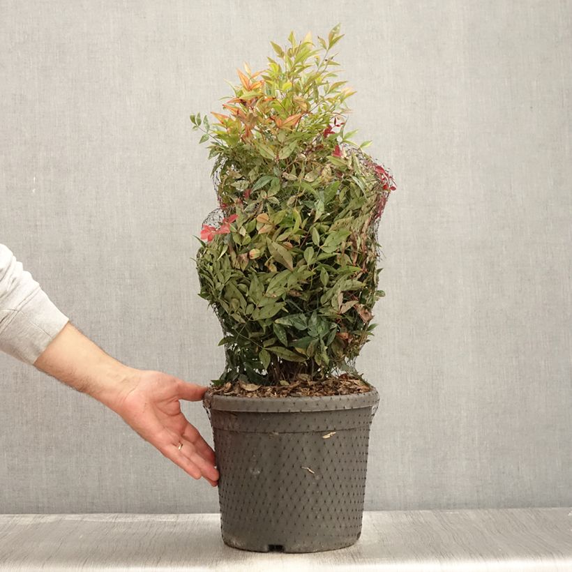 Amostra de Nandina domestica Obsessed Seika Vaso de 7,5 L/10 L tal como entregue no outono