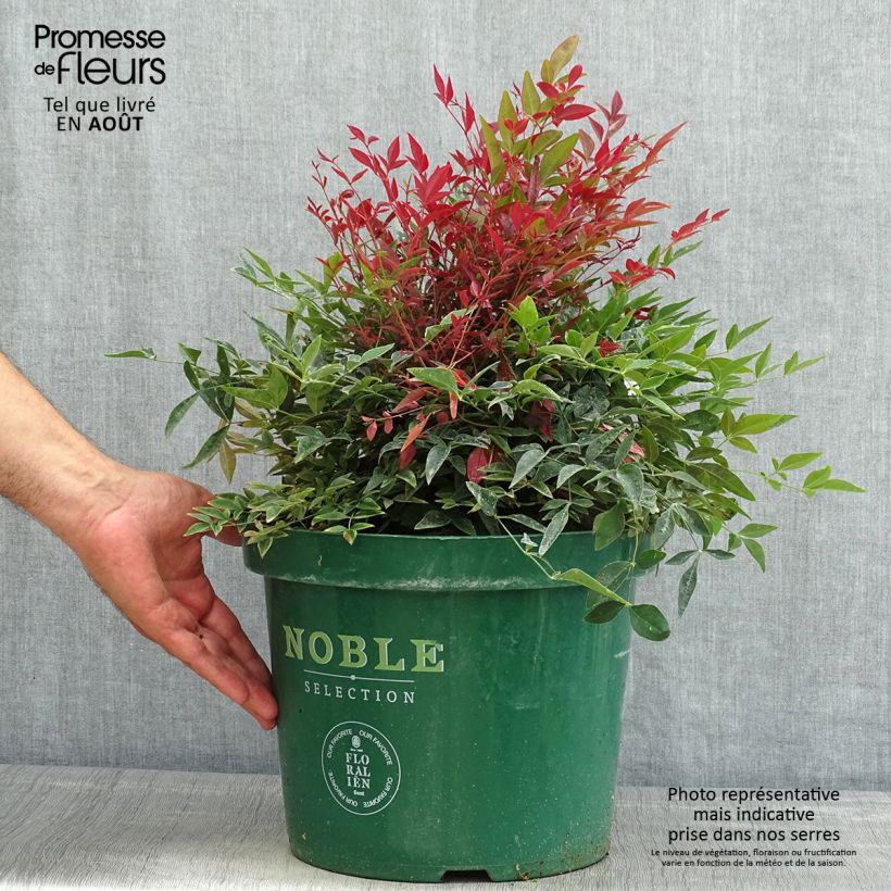 Amostra de Nandina domestica Obsessed Seika Vaso de 7,5 L/10 L tal como entregue no verão