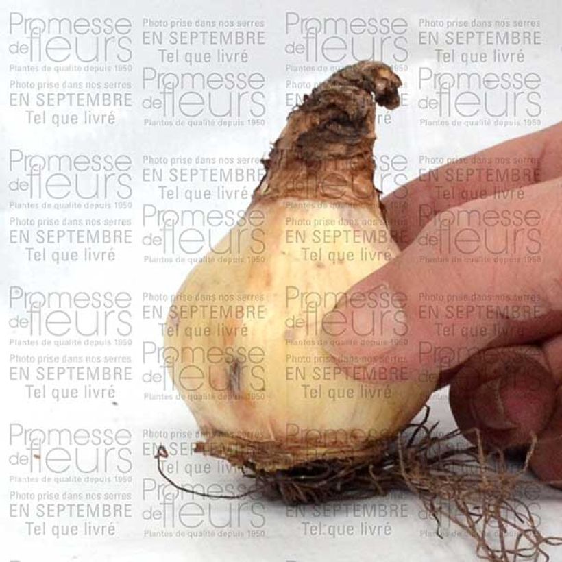 Exemplo de amostra de Narciso Jonquilla Misty Glen Bulbo Calibre 12 tal como entregue