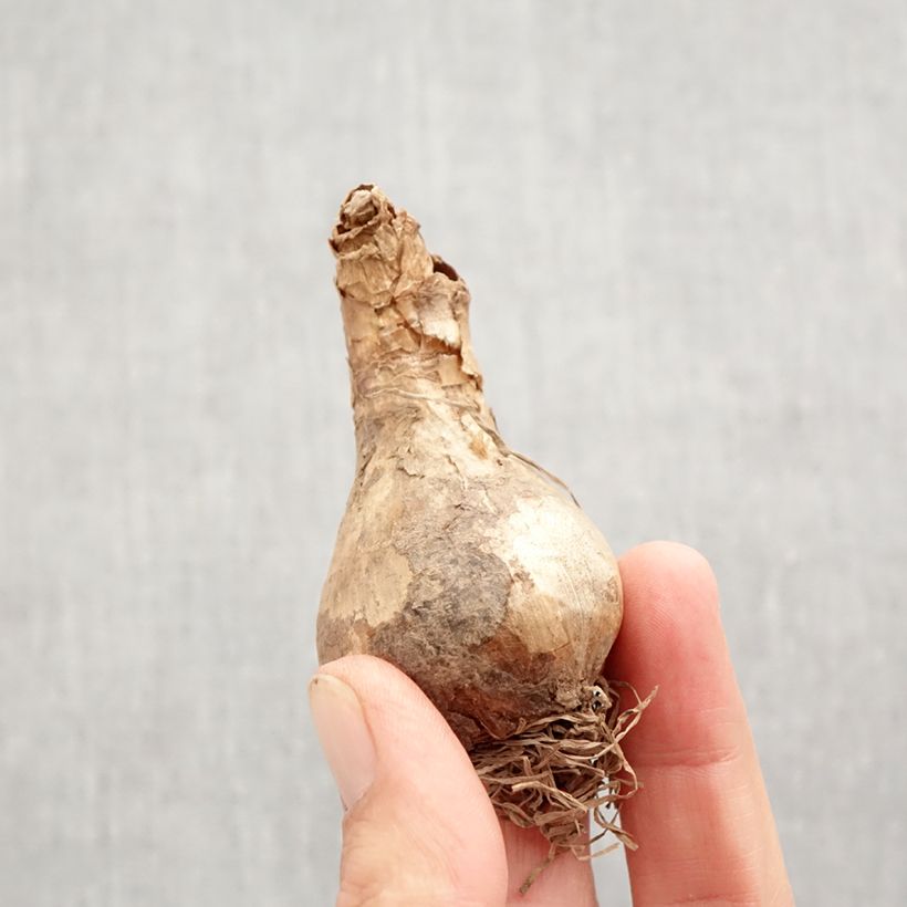 Amostra de Narciso Duplo Acropolis Bulbo Calibre 12+ tal como entregue no outono