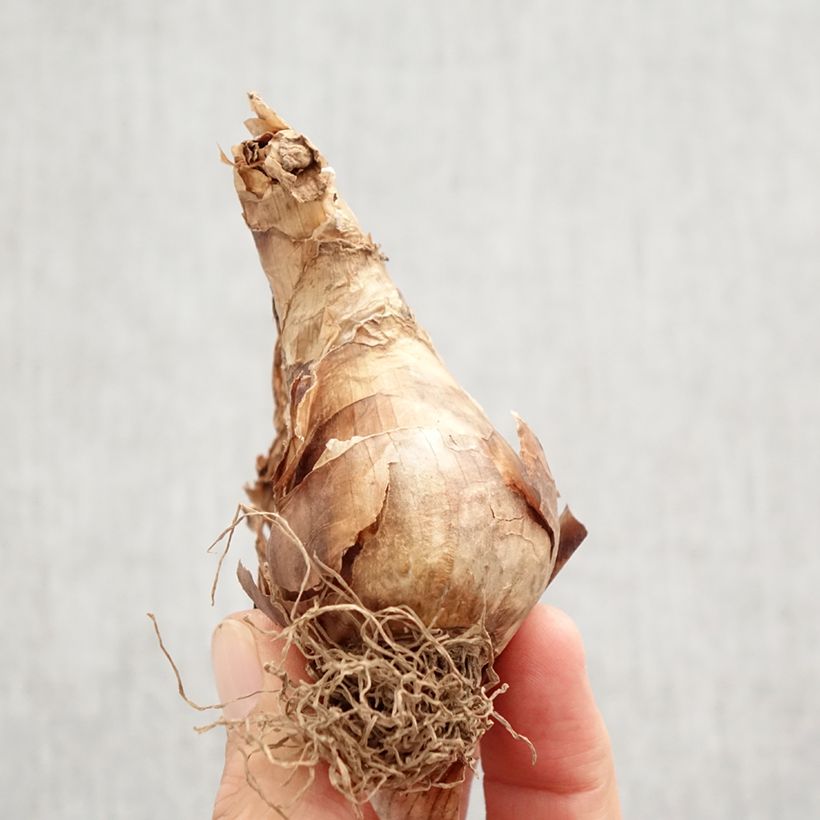 Amostra de Narcisse Apple Pie Bulbo size 12+ tal como entregue no outono