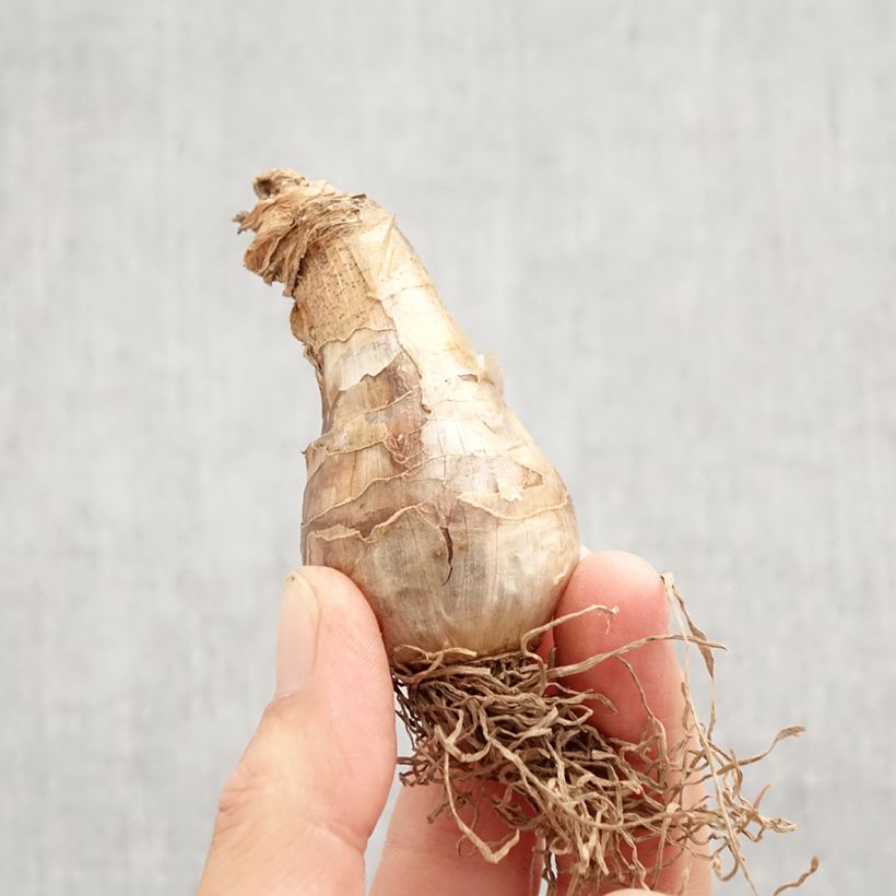 Amostra de Narcisse Art Design Bulbo size 12+ tal como entregue no outono