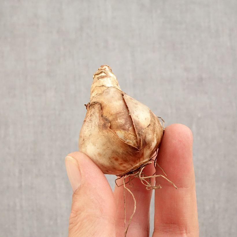 Amostra de Narcisse Audubon Bulbo size 14+ tal como entregue no outono