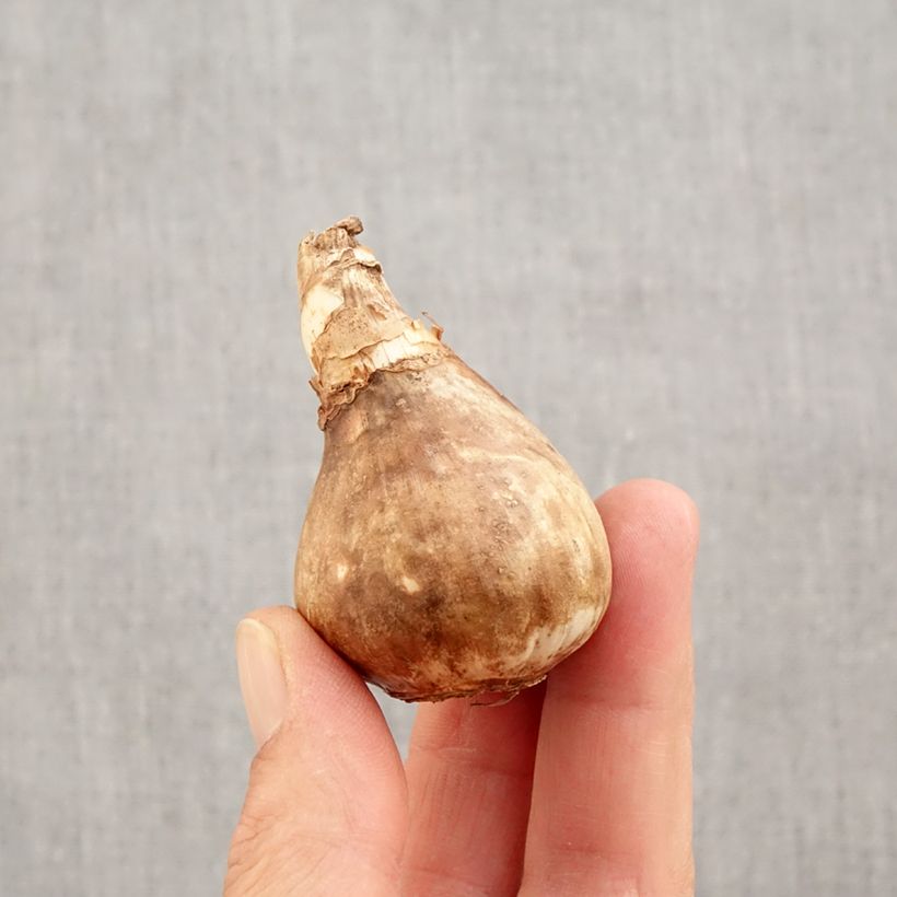 Amostra de Narciso Tazetta Avalanche Bulbo Calibre 14+ tal como entregue no outono