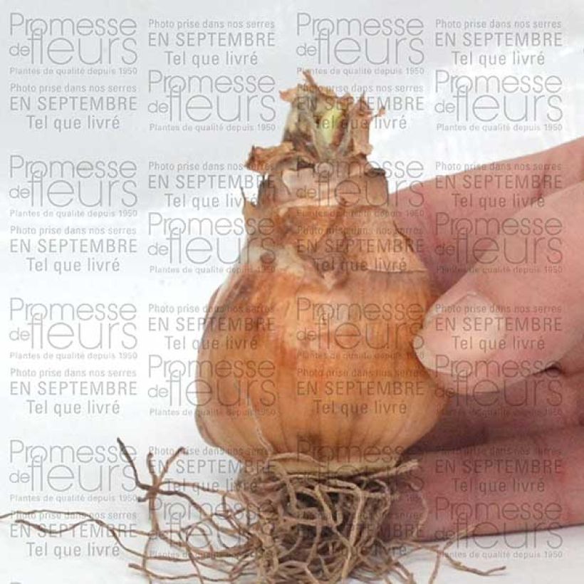 Exemplo de amostra de Narciso trombeta Avalon Bulbo Calibre 12+ tal como entregue