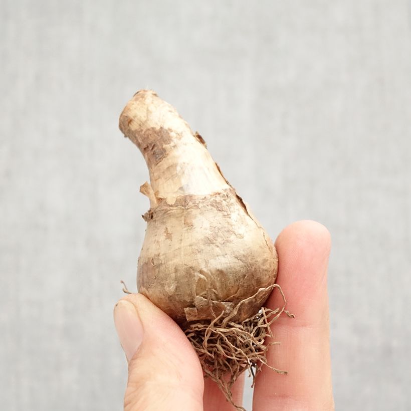 Amostra de Narcisse Avalon Bulbo size 12+ tal como entregue no outono