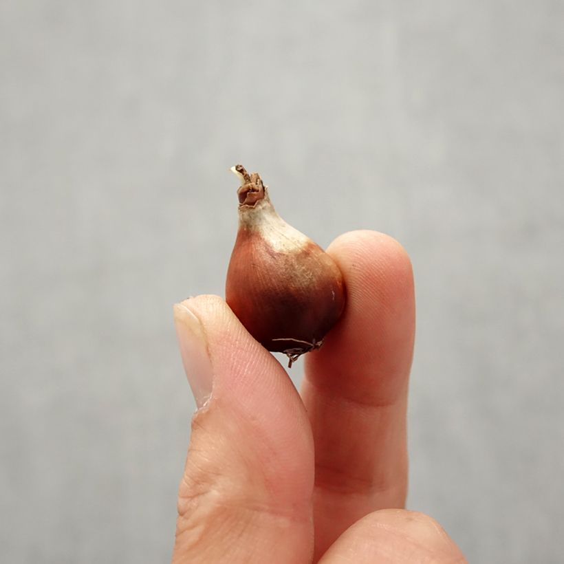 Amostra de Narcisse Baby Moon Bulbo size 10+ tal como entregue no outono