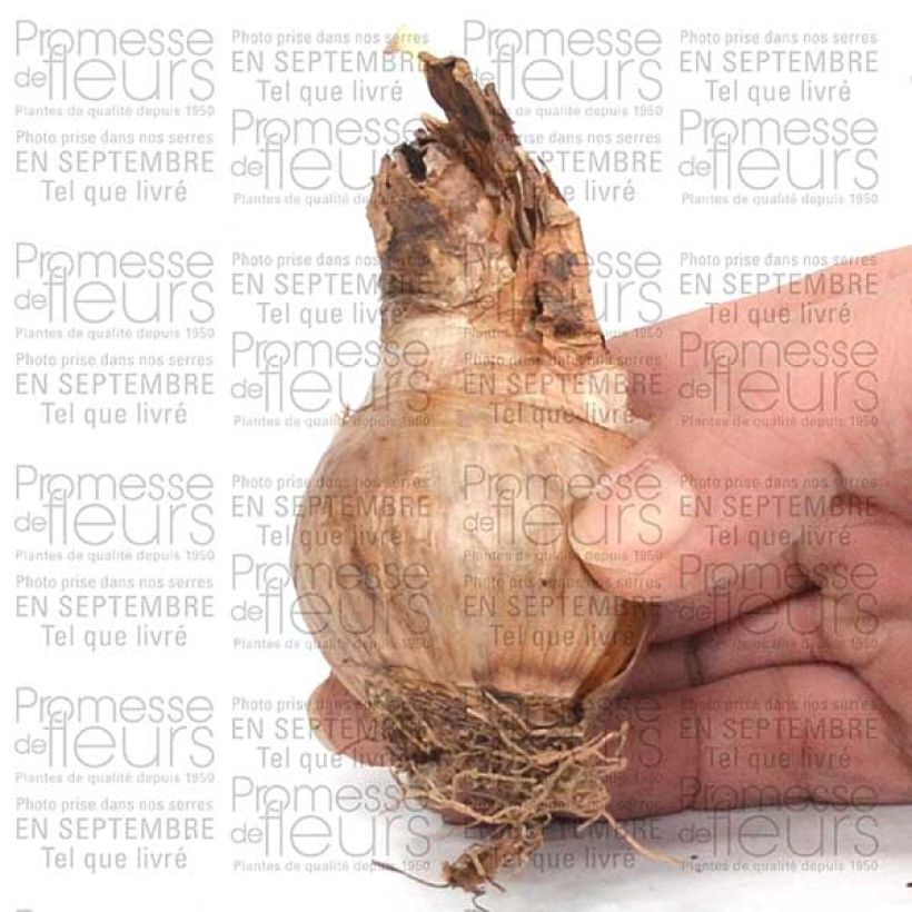 Exemplo de amostra de Narciso trombeta Barrett Browning Bulbo Calibre 12+ tal como entregue