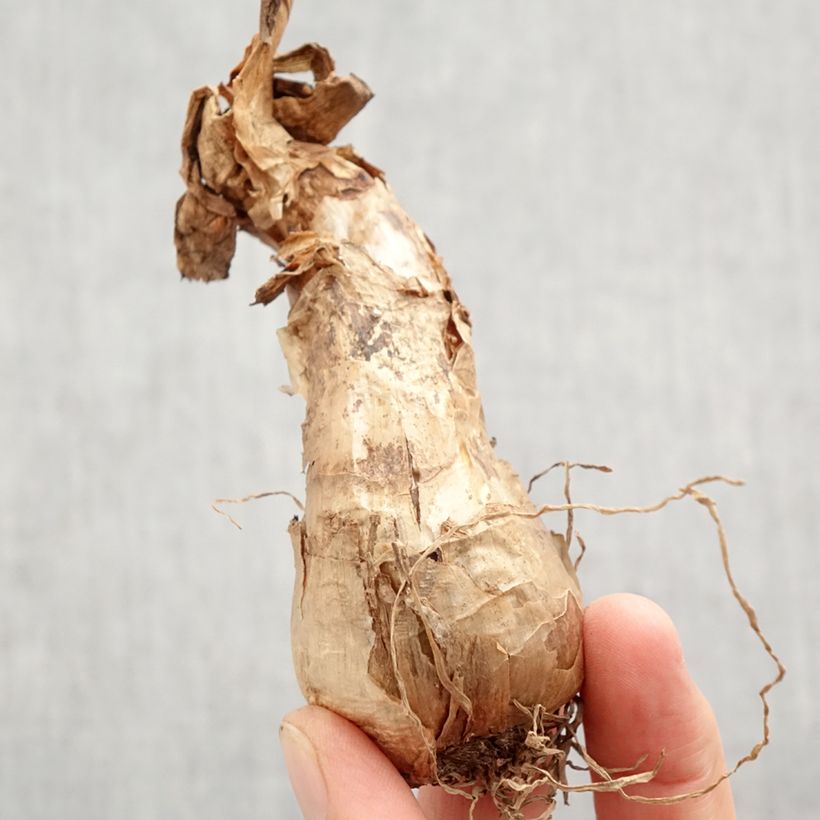 Amostra de Narcisse Barrett Browning Bulbo size 12+ tal como entregue no outono