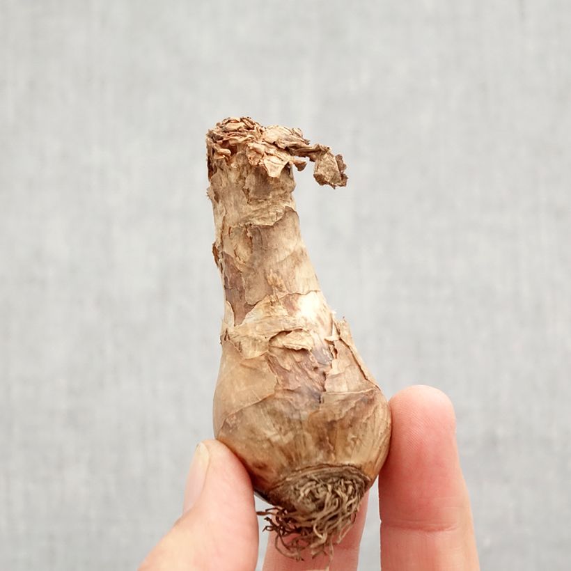 Amostra de Narcisse Bella Estrella Bulbo size 12+ tal como entregue no outono