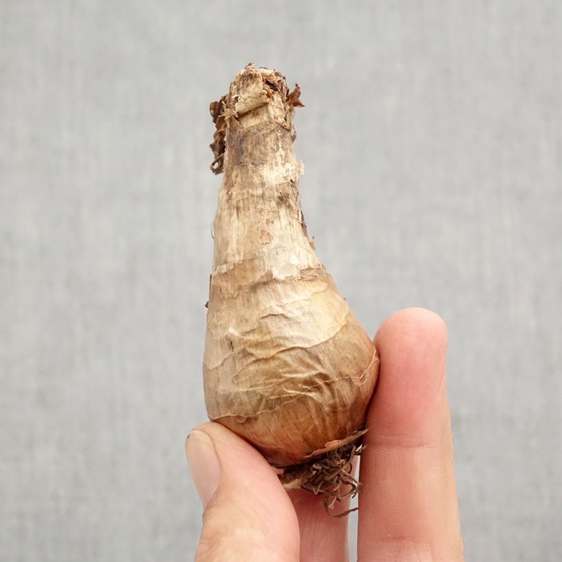 Amostra de Narciso trombeta Berlin Bulbo Calibre 12+ tal como entregue no outono