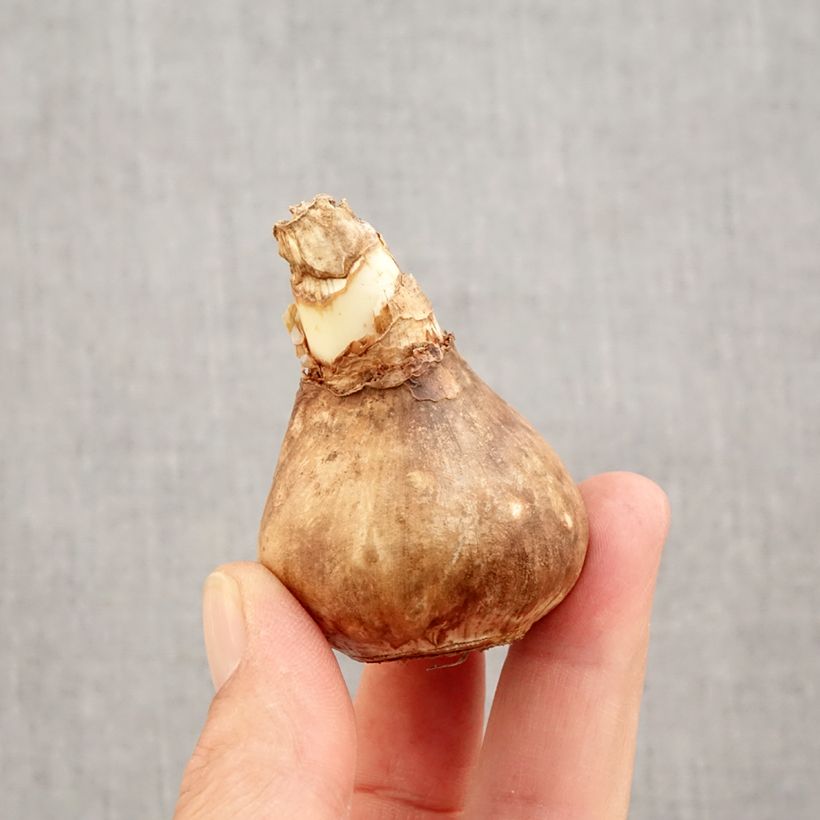 Amostra de Narcisse Blazing Starlet Bulbo size 14+ tal como entregue no outono