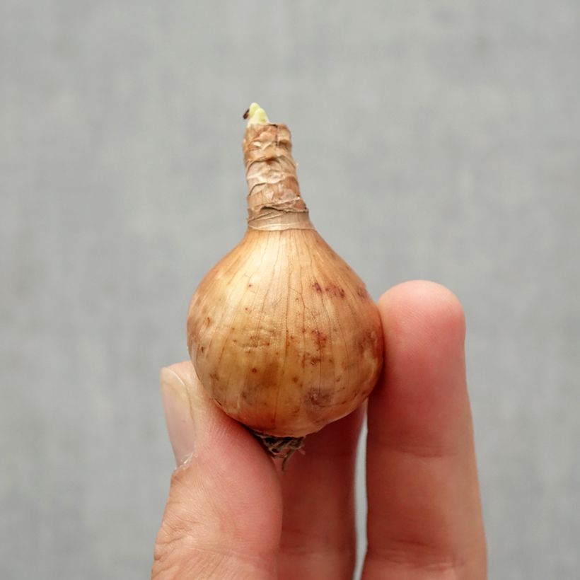 Amostra de Narcisse Blushing Lady Bulbo size 10/12 tal como entregue no outono