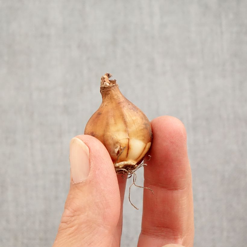 Amostra de Narcisse bulbocodium Arctic Bells Bulbe Kaliber/Größe 7+ tal como entregue no outono