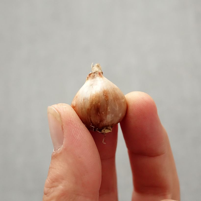 Amostra de Narcisse bulbocodium Golden Bells Bulbo size 6+ tal como entregue no outono