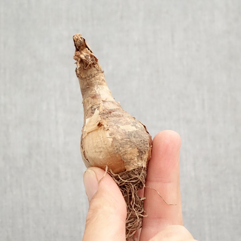 Amostra de Narcisse Camelot Bulbo size 12+ tal como entregue no outono