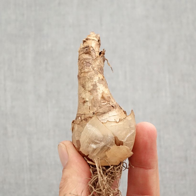 Amostra de Narcisse Cassata Bulbe Kaliber/Größe 12+ tal como entregue no outono