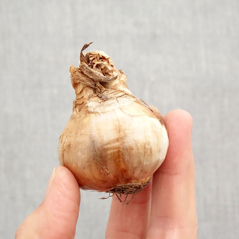 Amostra de Narcisse Chantilly Bulbo size 12+ tal como entregue no outono