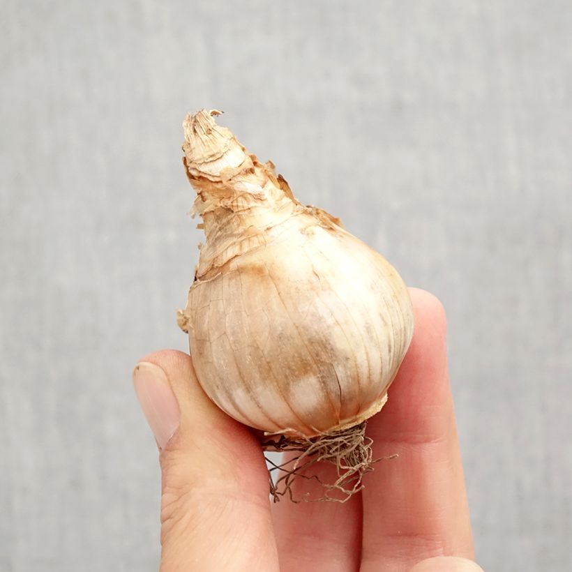 Amostra de Narcisse Copper Queen Bulbo size 12+ tal como entregue no outono