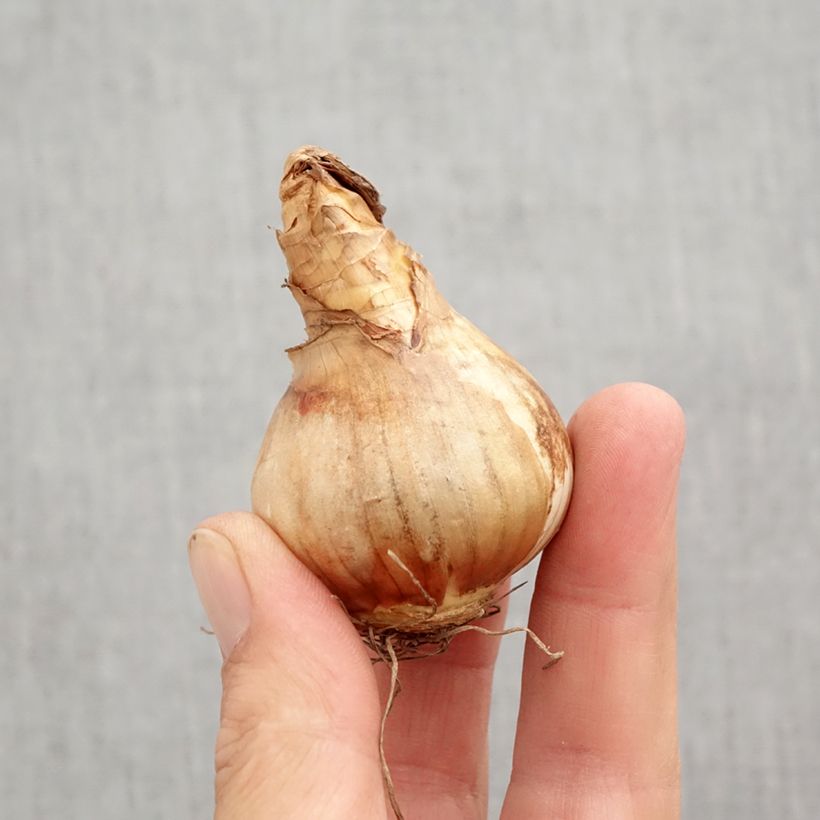 Amostra de Narcisse Cotinga Bulbo size 12+ tal como entregue no outono