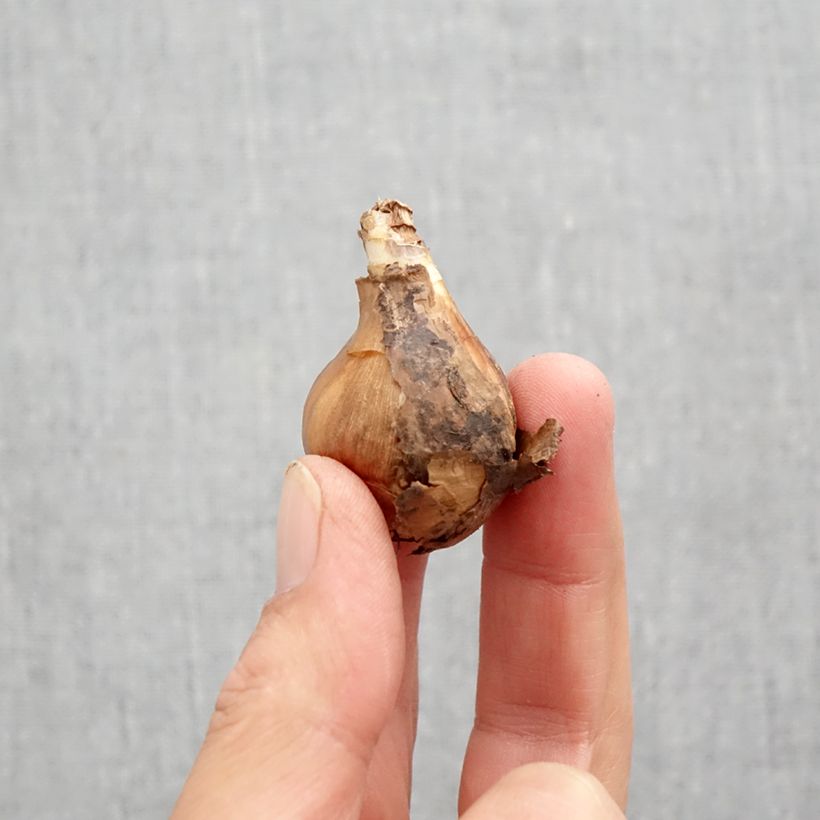 Amostra de Narcisse Curlew Bulbo size 10+ tal como entregue no outono