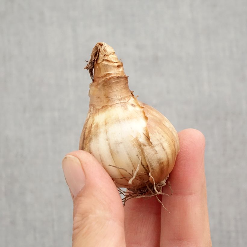 Amostra de Narciso ciclamineus Rapture Bulbo Calibre 12+ tal como entregue no outono