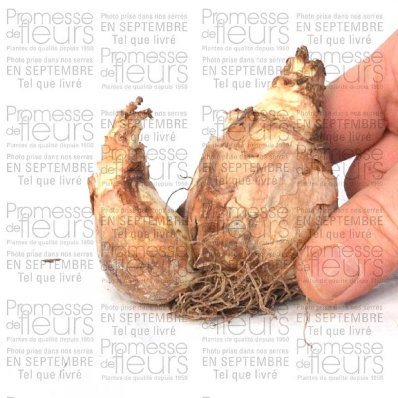 Exemplo de amostra de Narciso ciclamineus Trena Bulbo Calibre 12+ tal como entregue