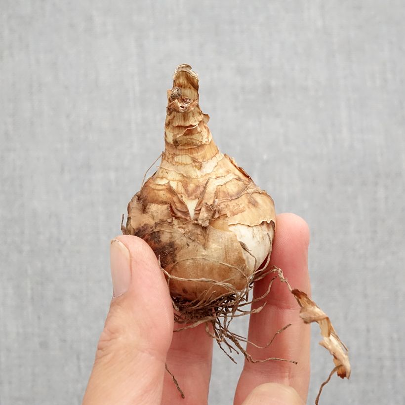 Amostra de Narcisse Double Beauty Bulbo size 12 tal como entregue no outono