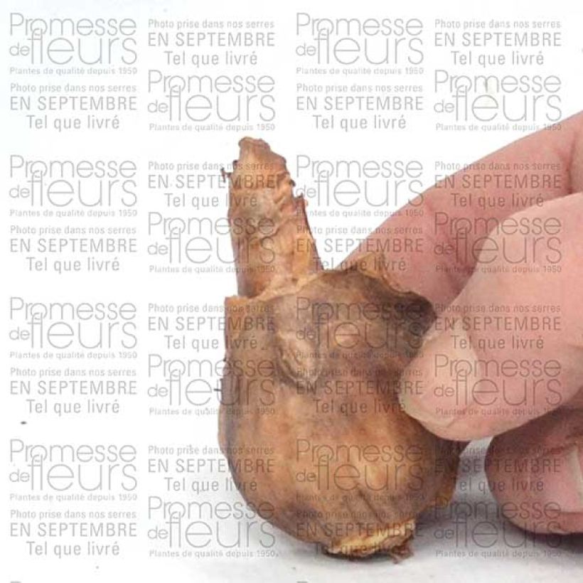 Exemplo de amostra de Narciso Jonquilla Dutch Master Bulbo Calibre 12+ tal como entregue