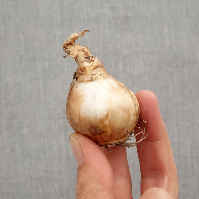 Amostra de Narcisse Dutch Master Bulbe Kaliber/Größe 12+ tal como entregue no outono