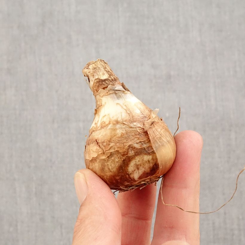 Amostra de Narcisse Early sensation Bulbo size 14+ tal como entregue no outono