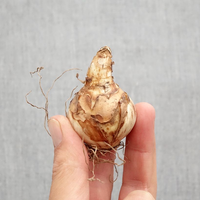 Amostra de Narcisse Easter Tide Bulbo size 12 tal como entregue no outono