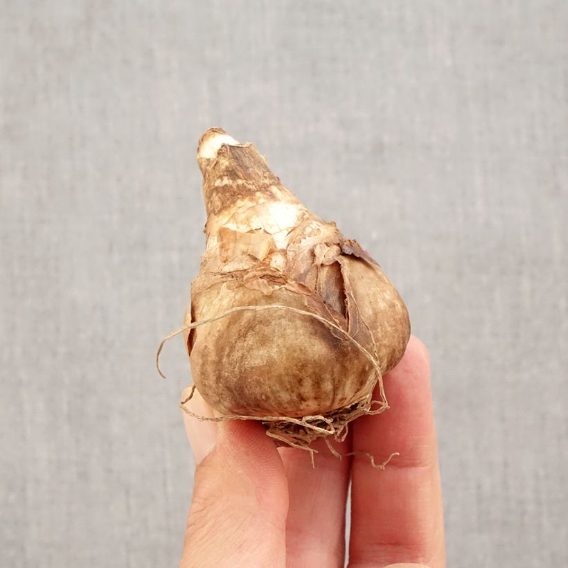 Amostra de Narcisse February Gold Bulbo size 14+ tal como entregue no outono