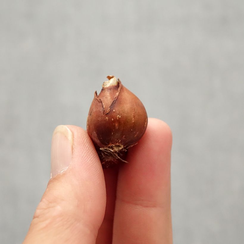 Amostra de Narcisse fernandesii var. cordubensis Bulbe Kaliber/Größe 6+ tal como entregue no outono