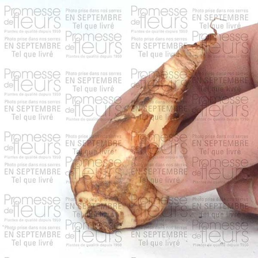 Exemplo de amostra de Narciso trombeta Finland Bulbo Calibre 14+ tal como entregue