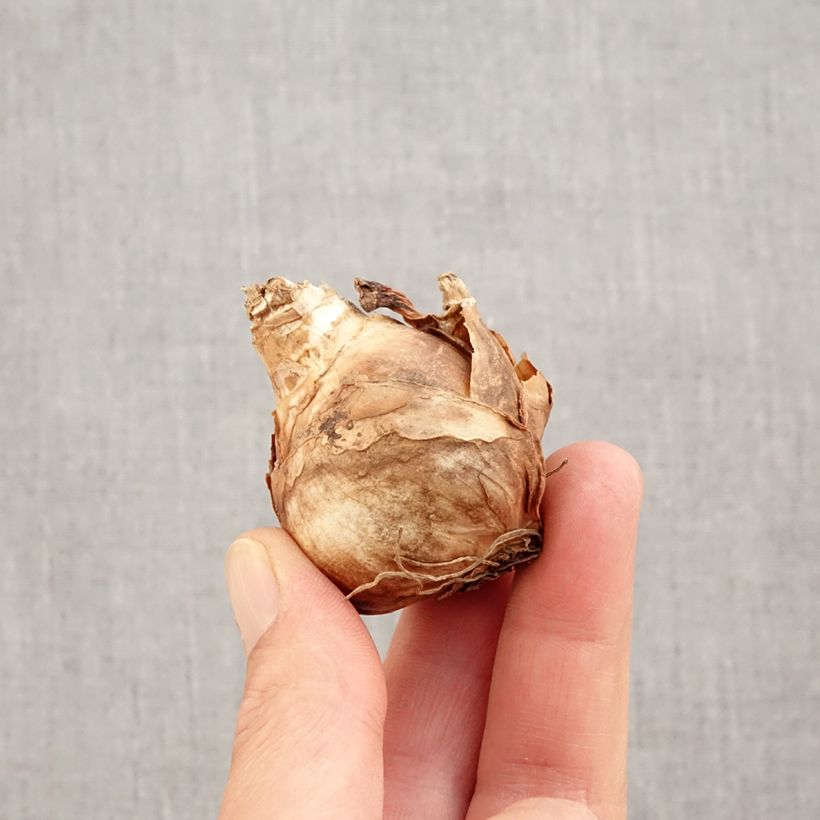 Amostra de Narcisse Finland Bulbo size 14+ tal como entregue no outono