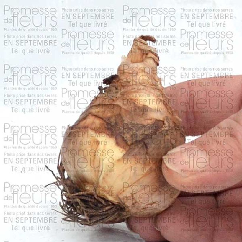 Exemplo de amostra de Narciso trombeta Flower Record Bulbo Calibre 12+ tal como entregue