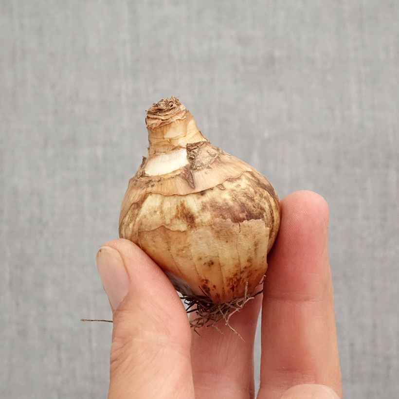 Amostra de Narcisse Flower Record Bulbo size 12+ tal como entregue no outono