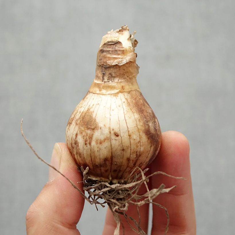 Amostra de Narcisse Foresight Bulbo size 22 tal como entregue no outono