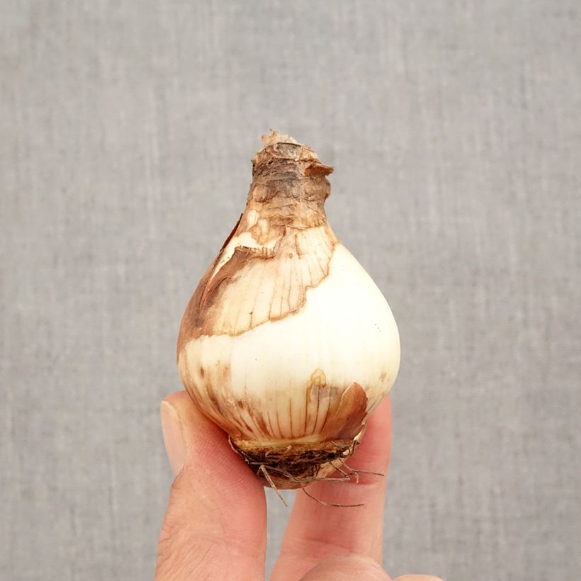 Amostra de Narcisse Fortissimo Bulbo size 14/16 tal como entregue no outono