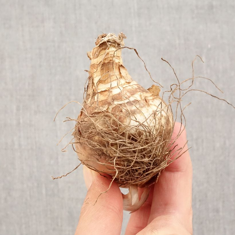 Amostra de Narcisse Fragrant Rose Bulbo size 14+ tal como entregue no outono