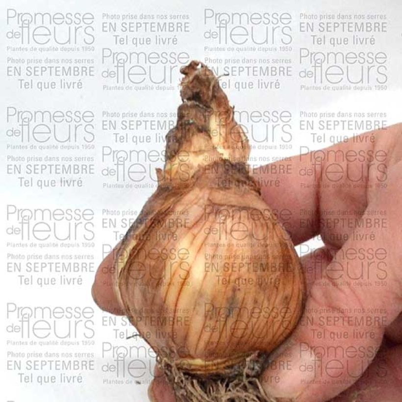 Exemplo de amostra de Narcisse Galactic Star Bulbe calibre 10 tal como entregue
