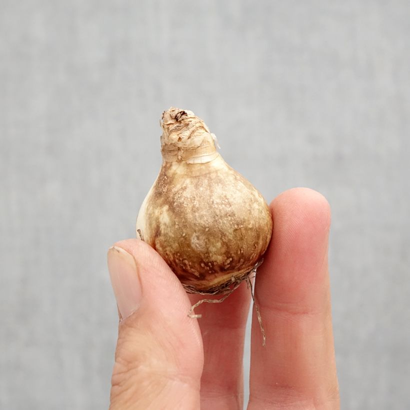 Amostra de Narcisse Galactic Star Bulbo size 10 tal como entregue no outono