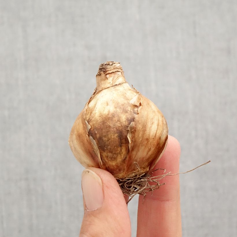 Amostra de Narcisse Girl Power Bulbo size 12+ tal como entregue no outono