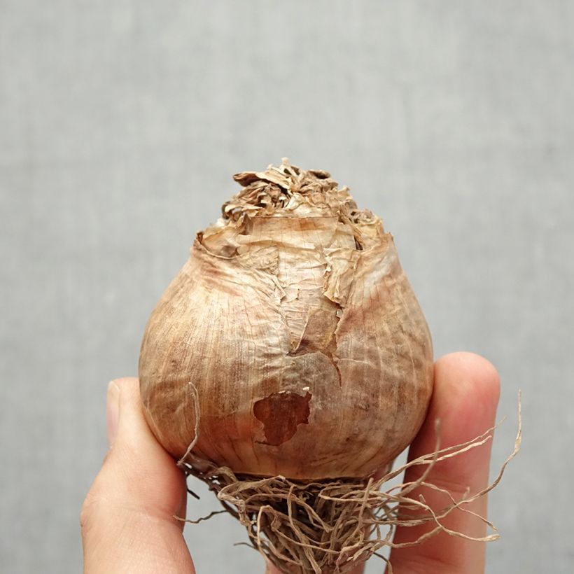 Amostra de Narciso Duplo Golden Ducat Bulbo Calibre 16+ tal como entregue no outono