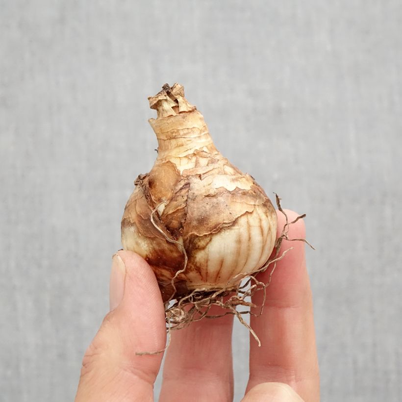 Amostra de Narciso Duplo Heamoor Bulbo Calibre 12 tal como entregue no outono