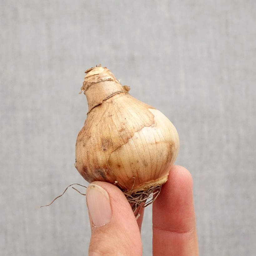 Amostra de Narcisse Ice King Bulbo size 12+ tal como entregue no outono